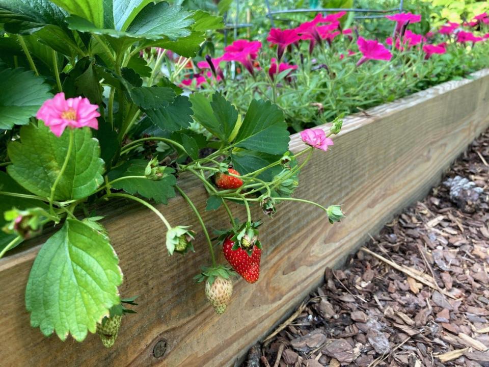 This small garden plot shows the beauty of flowers and fruit of Berried Treasure Pink strawberries.