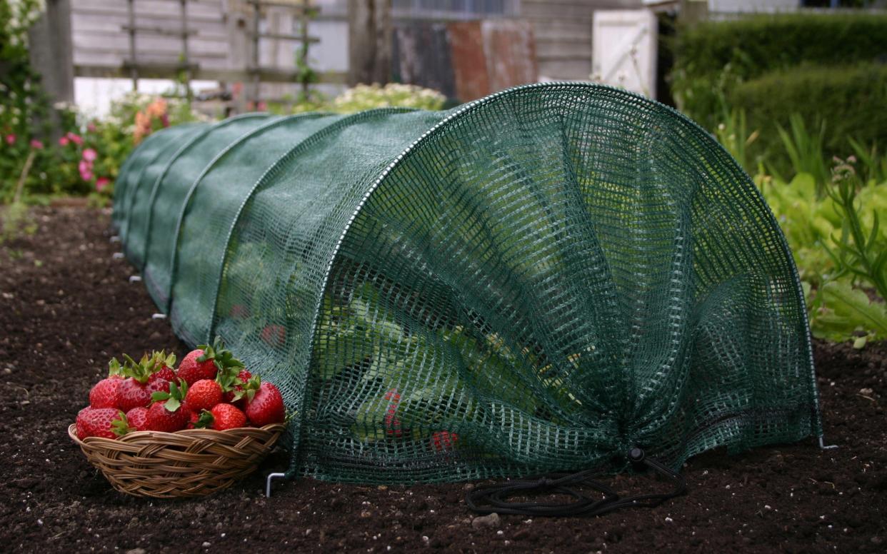 The Giant EasyNet tunnel from Little Field Farm