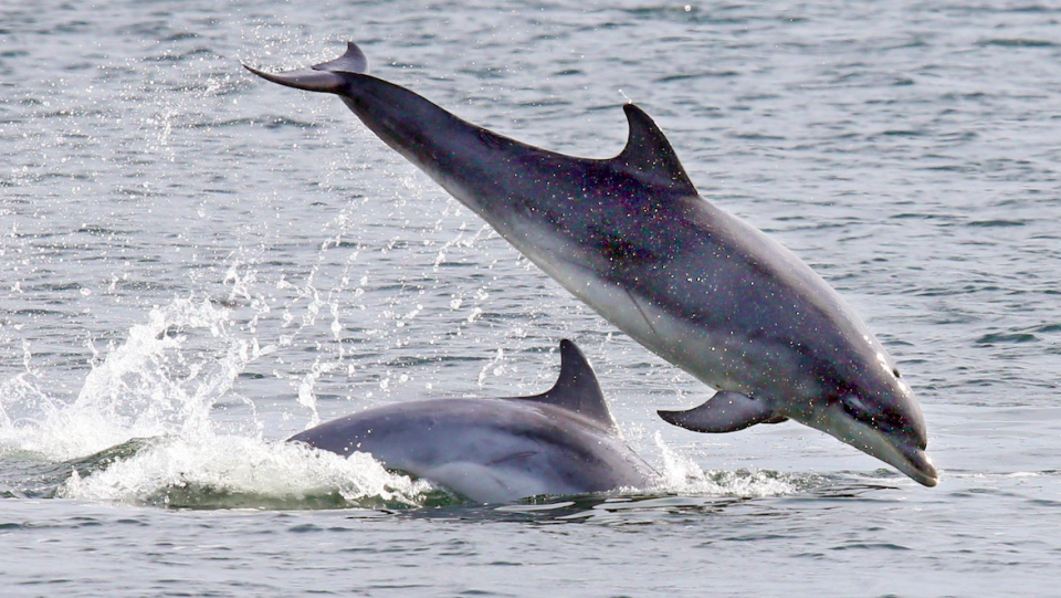 <em>Conservationists say the discovery could have implications for the conservation of the dolphins (Rex/stock photo)</em>