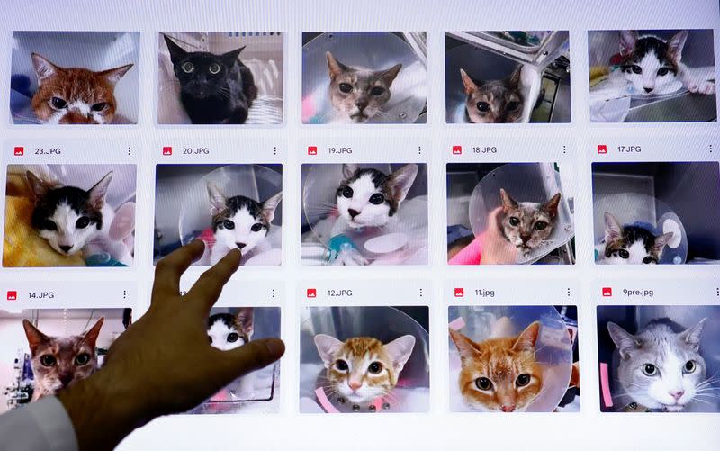 Nihon University professor Kazuya Edamura shows off cats photos which used to train the AI of 'CatsMe!' in Fujisawa, Japan
