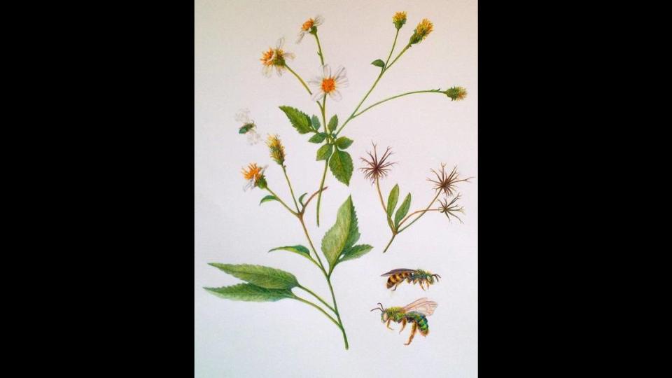 This watercolor on paper of Spanish Needles (Bidens alba), with bees that pollinate it, is by Susan Cumins. It will be at the Wirtz Gallery exhibition by the Tropical Botanic Artists collective.