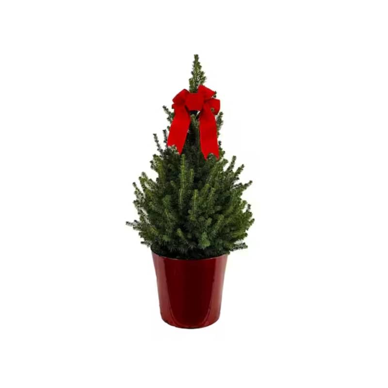 10-Inch Live Holiday Spruce Tree