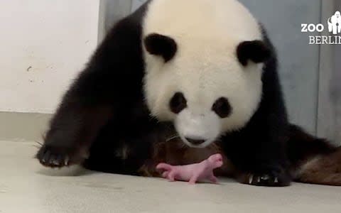 Editorial use only. -- BEST QUALITY AVAILABLE -- HANDOUT /NO SALES Mandatory Credit: Photo by ZOO BERLIN HANDOUT/EPA-EFE/REX (10377096f) A frame grab taken from an undated handout video made available by Zoo Berlin on 02 September 2019 shows female giant panda Meng Meng taking care of one of her two newborn panda twins at the zoo in Berlin, Germany. According to the zoo, the two baby pandas were born by mother Meng Meng on 31 August 2019. The cubs are the first Pandas to be born in Germany. Panda Meng Meng gives birth to twins in Berlin, Germany - 02 Sep 2019 - Credit: ZOO BERLIN HANDOUT/EPA-EFE/REX