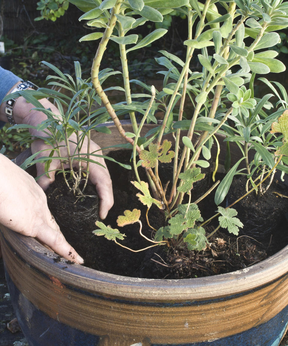 WHAT PERENNIALS GROW BEST IN CONTAINERS?