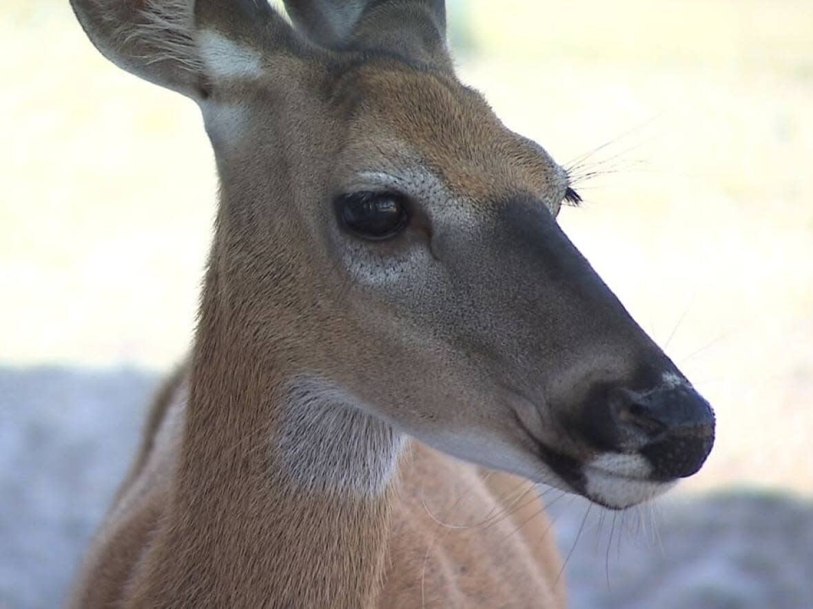 COVID-19 strains considered 'nearly extinct' in people are circulating and mutating among white-tailed deer in New York state, according to a new study by researchers from Cornell University's College of Veterinary Medicine.  (Marc-Antoine Mageau/Radio-Canada - image credit)