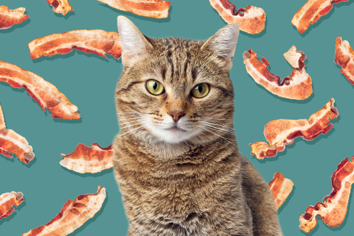 cat with background pattern of bacon; can cats eat bacon?