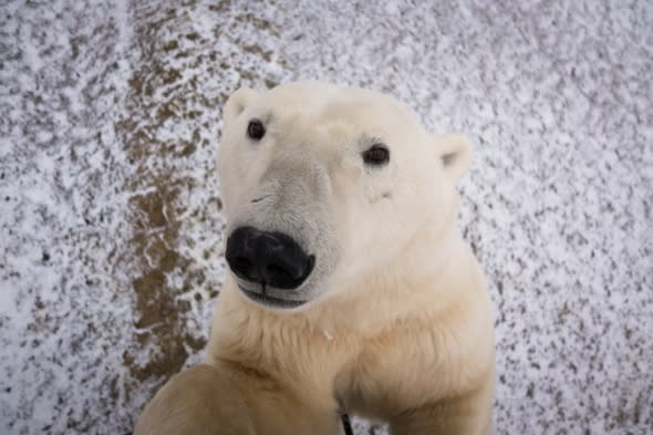 Polar bear poses for sensational 'selfie'