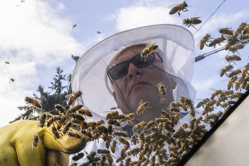 Beekeeper Mike Osborne uses his hand to look for the queen bee as he removes bees from a car after a truck carrying bee hives swerved on Guelph Line road causing the hives to fall and release bees in Burlington, Ontario, on Wednesday, Aug. 30, 2023. (Carlos Osorio/The Canadian Press via AP)