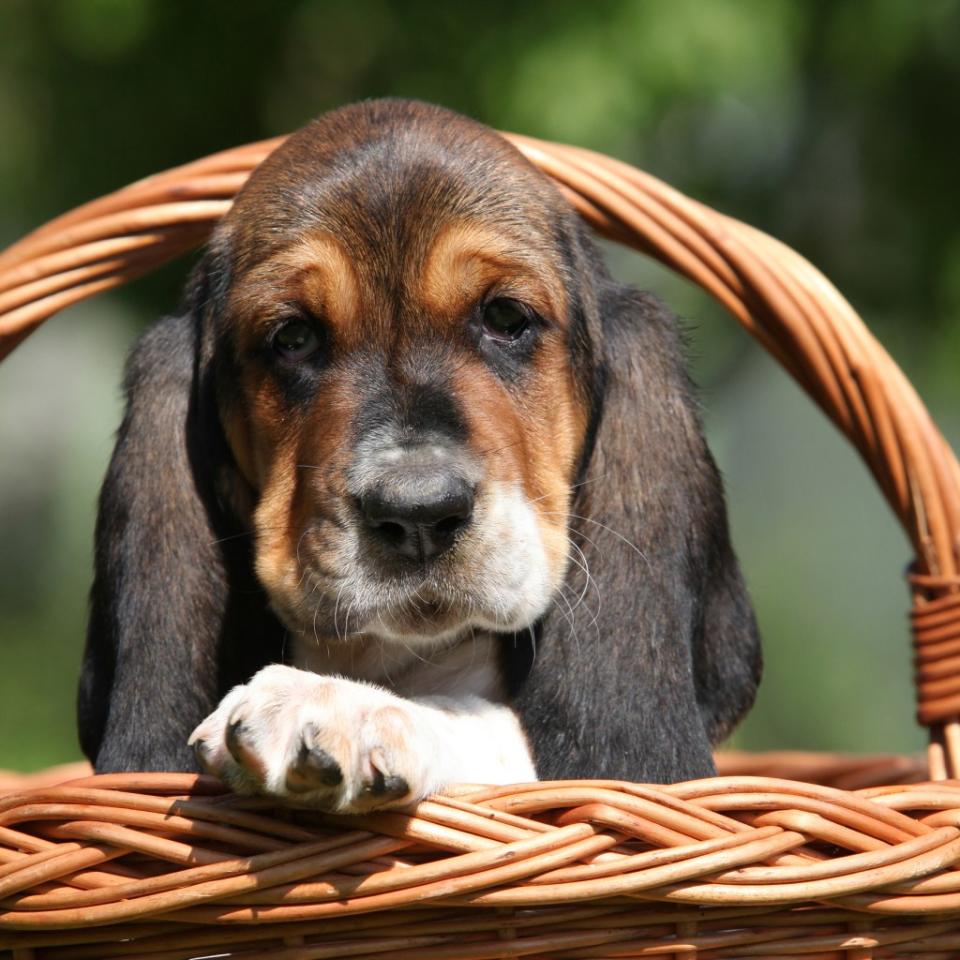 Basset Hound puppy in basket