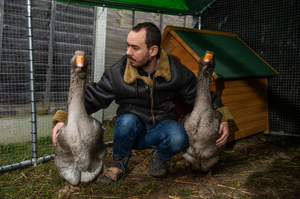 Sven Kirby, 34, has been served a noise abatement notice for his pet geese Norbert and Beep-Beep, pictured at home in Leeds, West Yorks., November 20 2020. See SWNS story SWLEgeese; A bachelor who bought two pet geese to keep him company has spoken of his devastation after the council ordered him to get rid of them - because of their constant honking. Sven Kirby, 34, bought the birds for Â£40 each in June and since then he has hand reared them to the point they freely waddle around his house wearing nappies. The geese, named Beep Beep and Norbert, are frequently been spotted walking with their beloved owner around Leeds, West Yorks., and they even accompany him to the pub. But Sven now faces the heartbreaking prospect of having to let them go after receiving an abatement notice from his local council saying the birds are making too much noise. The notice, from Leeds City Council, warns Sven he must "prevent the recurrence of the nuisance" within 28 days or face a fine of up to Â£5,000. The admin assistant said: "I love my geese, they're brilliant characters and great fun to keep as pets.