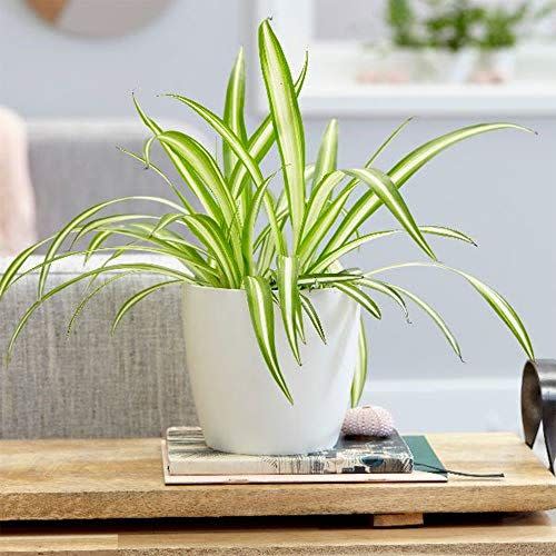 4) Spider Plant