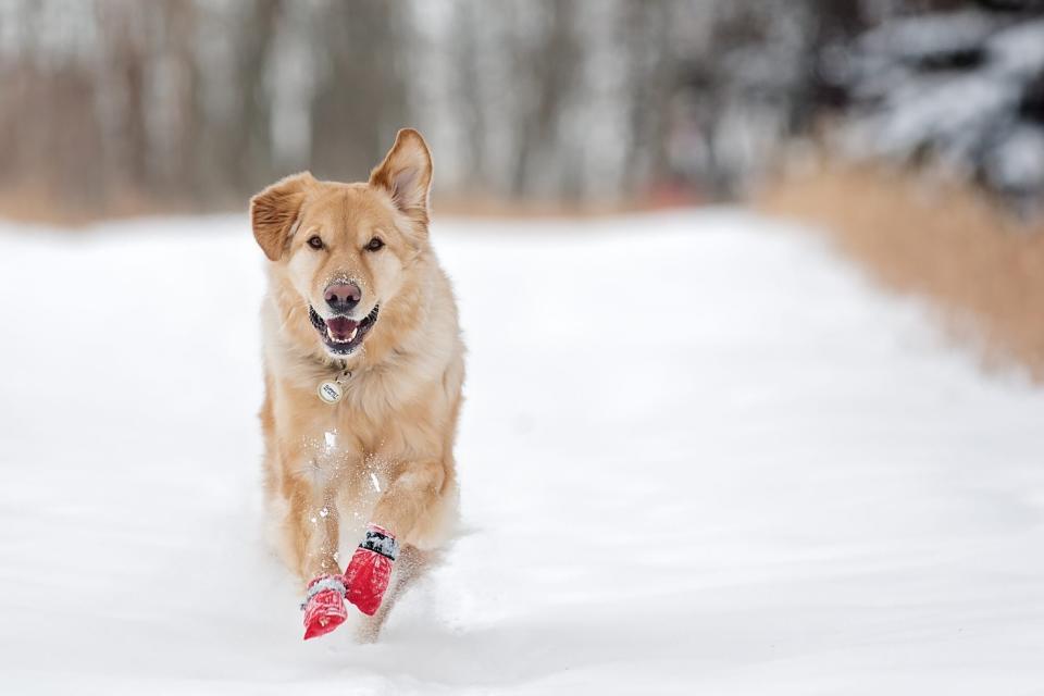 golden retriever running in snow wearing red snow boots