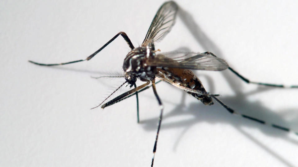 The aedes aegypti mosquito, which can transmit Zika, dengue and other viruses.  / Credit: CBS News