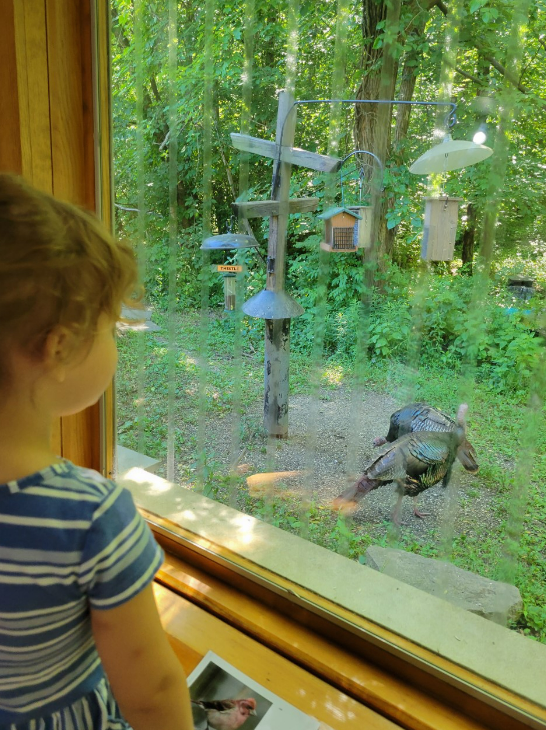 Eliza Branson, 2, of the New Albany area, looks at some of the wild turkeys at Blendon Woods Metro Park through the bird-watching window at the park's nature center.