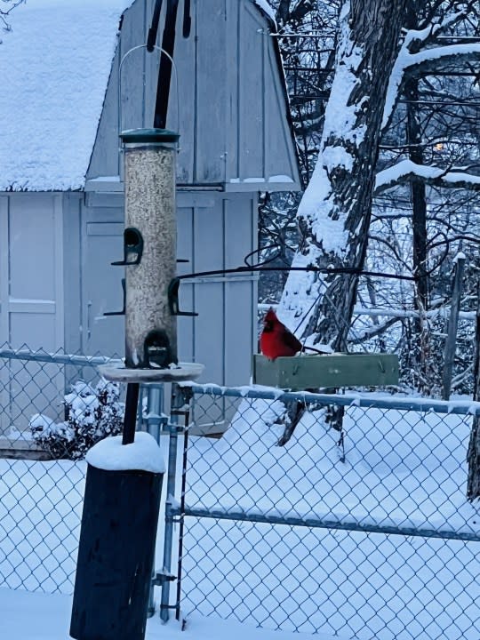 Birds braving the snow in Donelson (Courtesy: Michelle Dube)