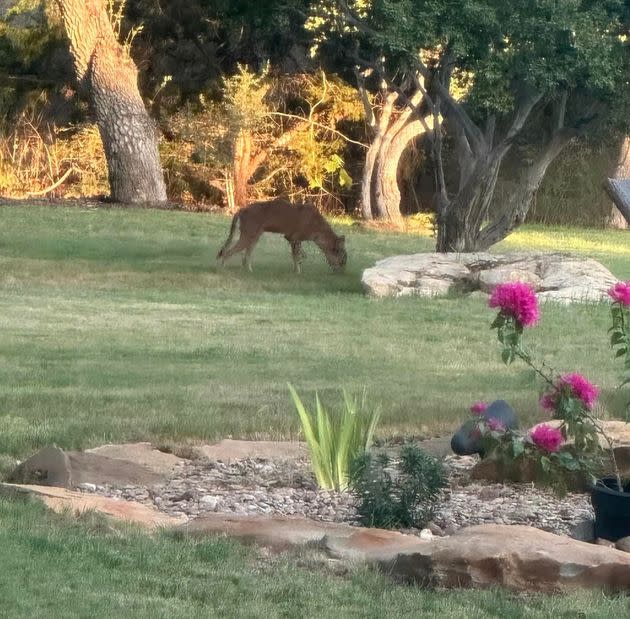San Antonio Zoo’s director of mammals, Rachel Malstaff, told KENS 5 that the creature appears to be a dog or coyote.
