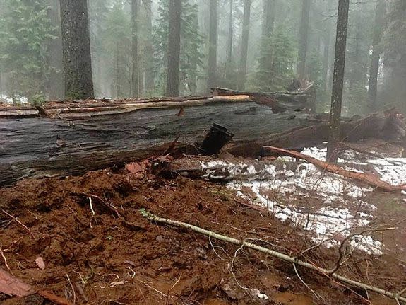 Image of the fallen tree.