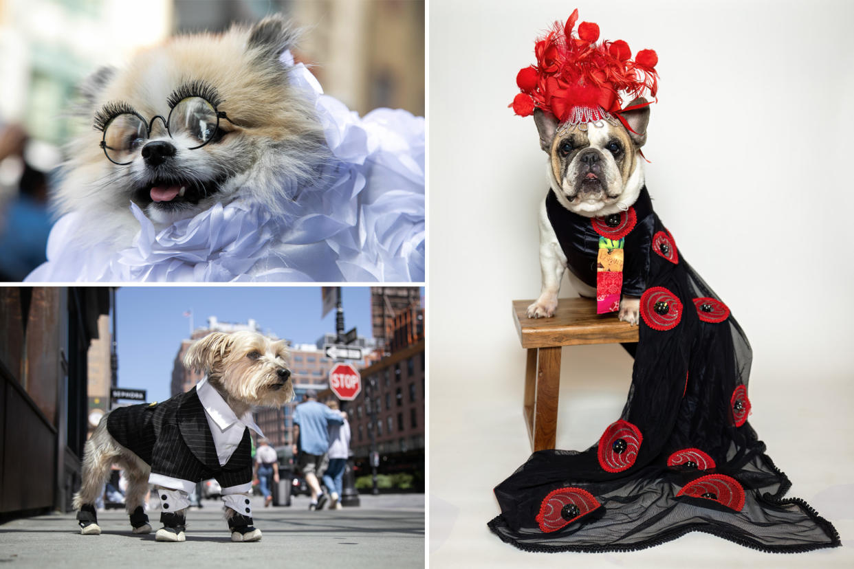 composite image if dogs louie (dressed in a suit), hey hey (dressed in white gown a la rianna) and Harley dressed in black and red like sara jessica parker