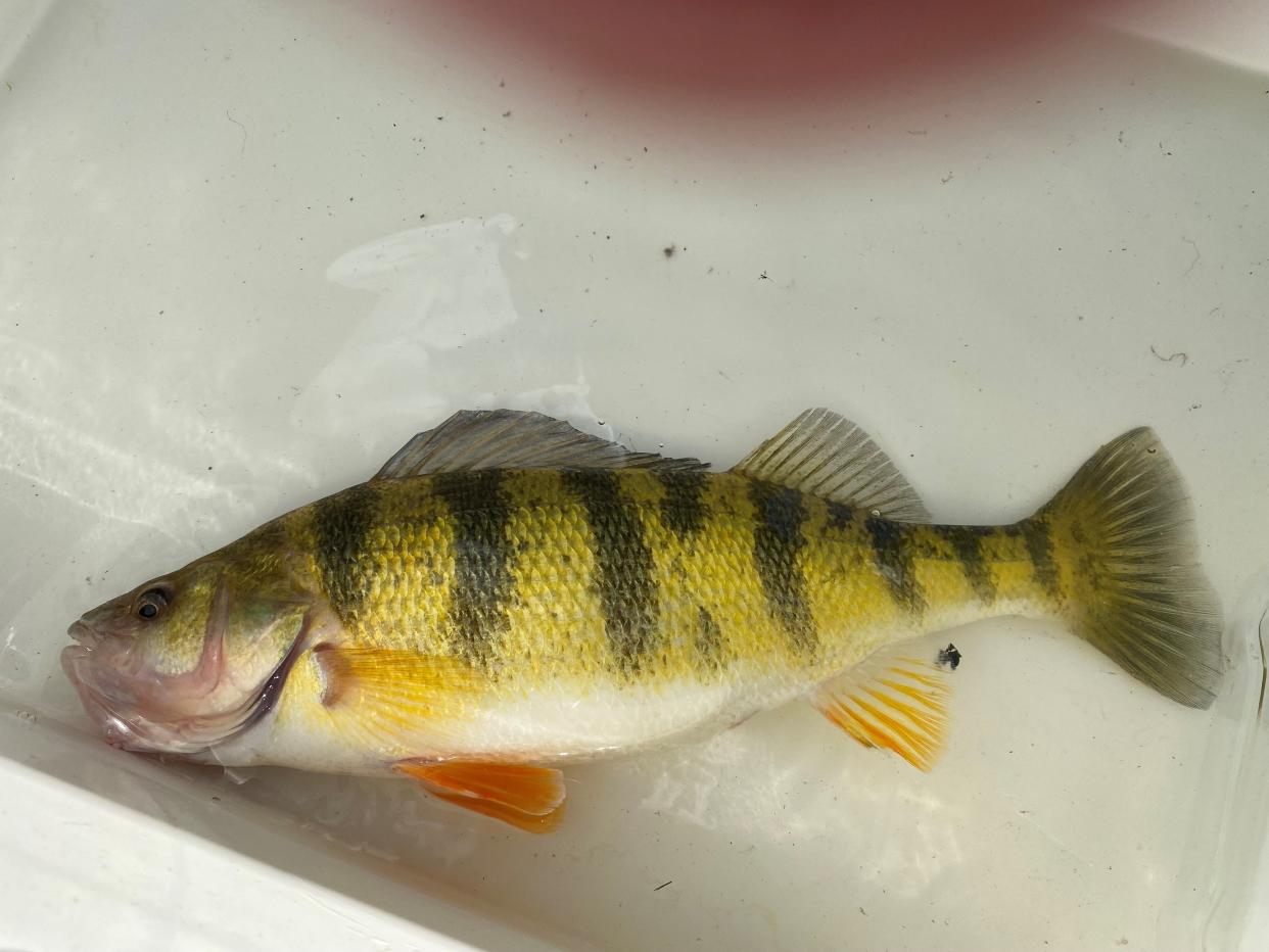 One of the two 14 1/2-inch yellow perch Dave Golowenski caught on a recent fishing outing.