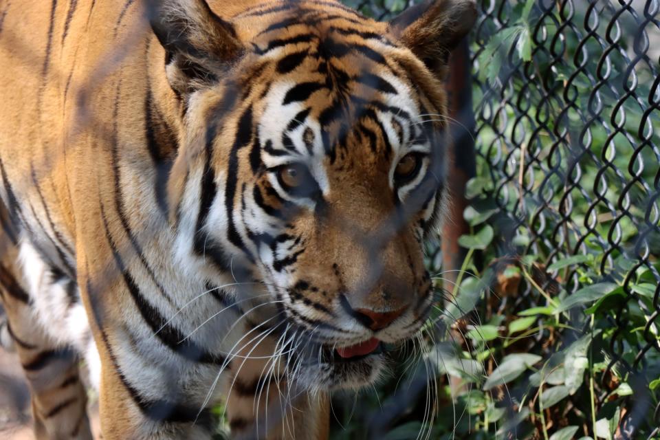 Savannah the Bengal tiger strolls around during the International Cat Day celebration at the Amarillo Zoo. At 1 p.m. Saturday, a chat about Bengal tigers will go over how at risk these tigers are, some of the causes of their endangerment, and what can be done to help.