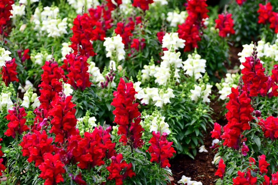 Red and white snapdragons