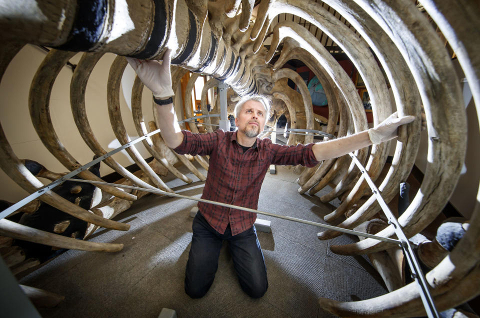 RETRANSMITTING CORRECTING THE INFORMATION ABOUT THE PROJECT FUNDING. Conservator Nigel Larkin begins work to dismantle a 40ft juvenile North Atlantic whale skeleton, the largest artefact within the Hull Maritime Museum's collection. (Photo by Danny Lawson/PA Images via Getty Images)