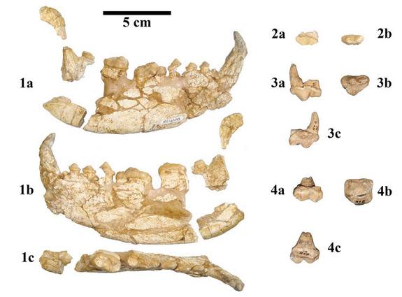 An analysis of two sets of fossil jaws and teeth suggest they belong to the earliest member of the giant panda lineage discovered yet.