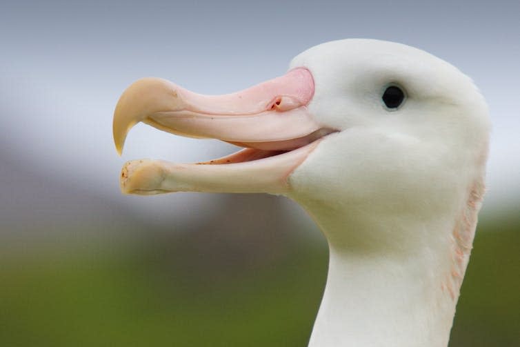 <span class="caption">Some albatrosses were bolder than others.</span> <span class="attribution"><span class="source">Samantha Patrick</span>, <span class="license">Author provided</span></span>