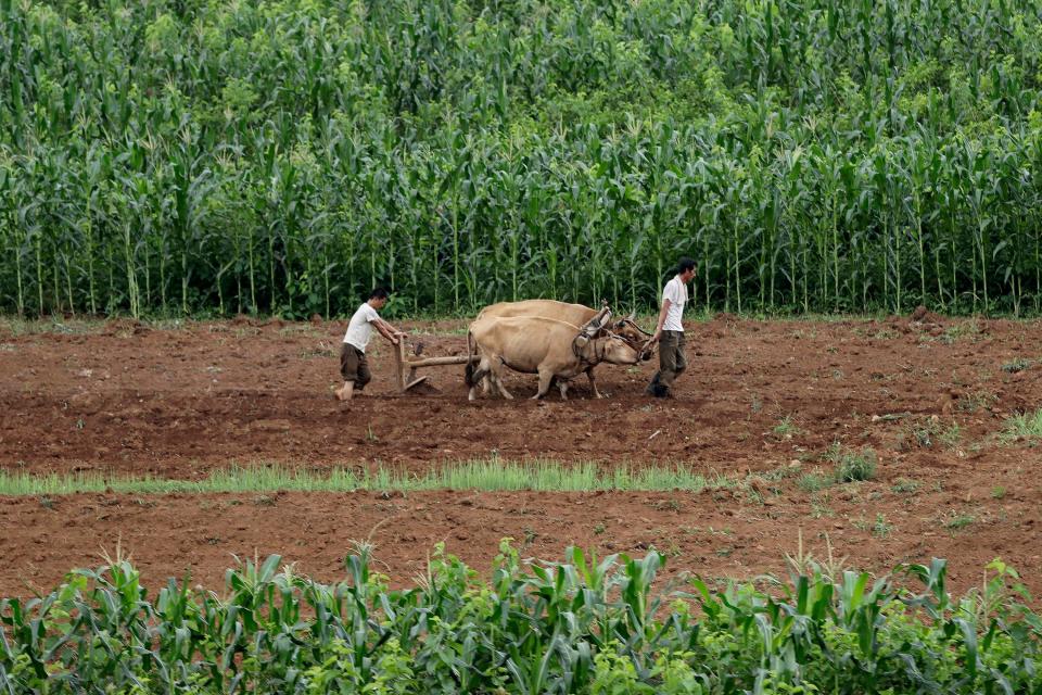 Men plow fields along the Pyongyang-Wonsan highway in Sangwon, North Korea, near Pyongyang, on July 20, 2017.