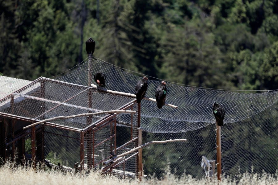 In this Wednesday, June 21, 2017, photo, California condors sit perched above an enclosure, where biologists trap them, to conduct research in the Ventana Wilderness east of Big Sur, Calif. Three decades after being pushed to the brink of extinction, the California condor is staging an impressive comeback, thanks to captive-breeding programs and reduced use of lead ammunition near their feeding grounds. (AP Photo/Marcio Jose Sanchez)
