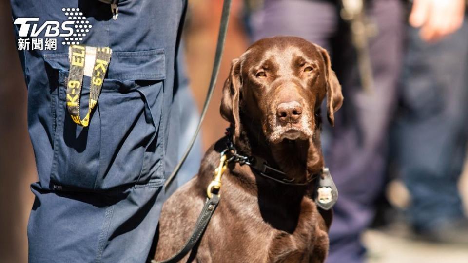 緝毒犬無法分辨不同毒品，因此被迫退役。（示意圖／shutterstock達志影像）