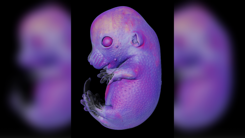 Purple curled up mouse embryo in the centre of a black blackground