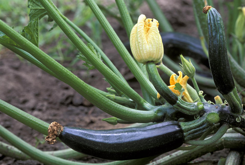zucchini plant in a garden