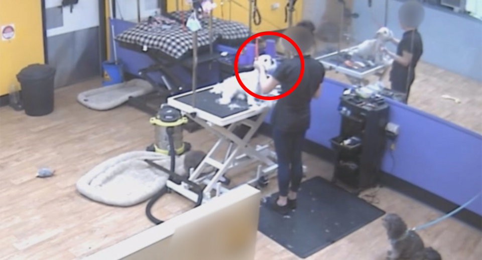A red circle highlights a dog groomer holding a small white dog by the neck. The footage is from CCTV