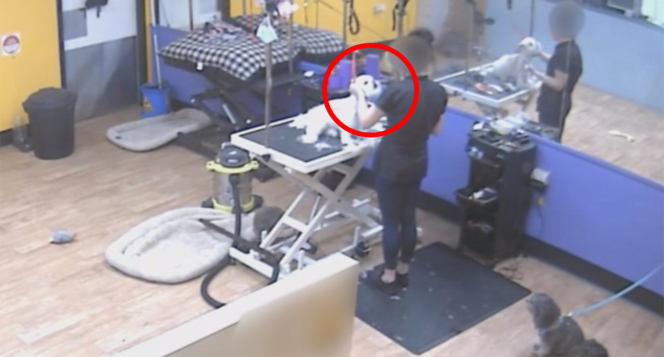 A red circle highlights a dog groomer holding a small white dog by the neck.  The footage is from CCTV