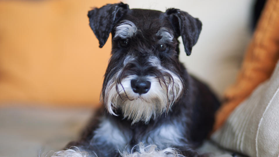 Miniature Schnauzer