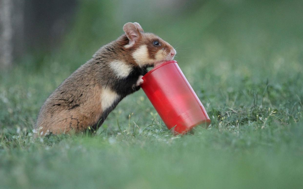 This wild hamster got itself rather stuck in the Europe episode of Seven Worlds, One Planet - 5