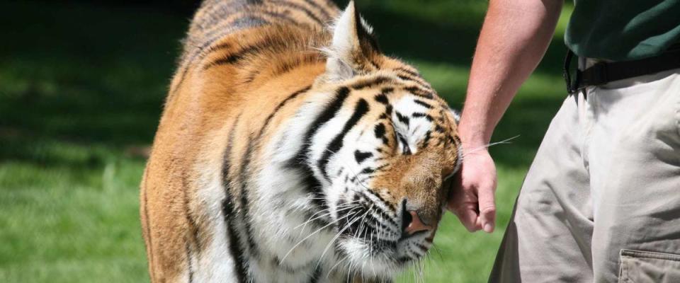 Trainer petting tiger