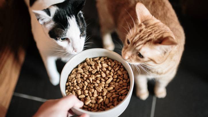 best dry cat food guide