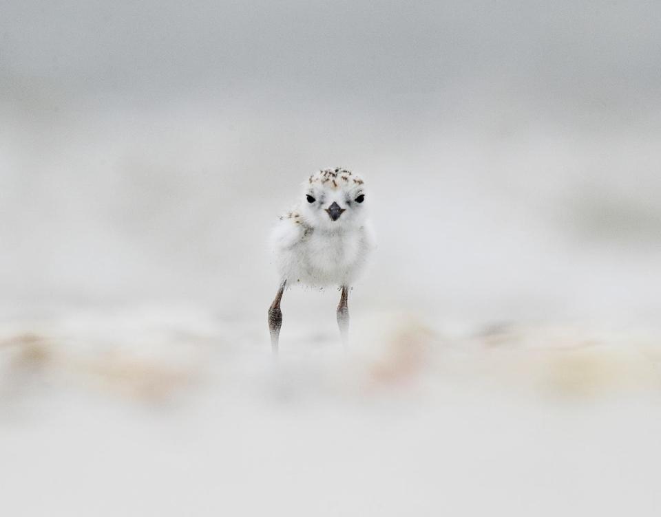 A snowy plover chick surveys its surroundings on the south end of Fort Myers Beach on Tuesday 5/29/2018. Image was published in June.