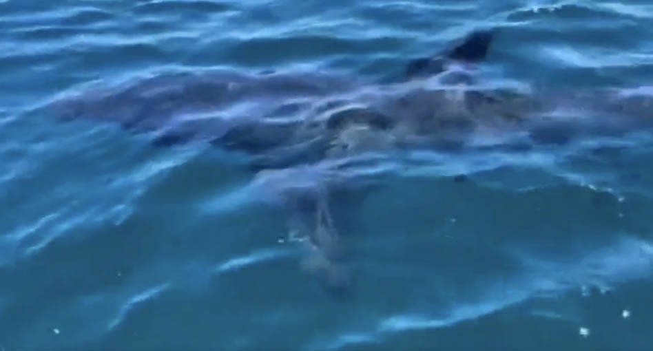 The shark in the water off Sellicks Beach in South Australia. 