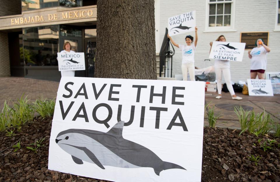 Demonstrators with the Animal Welfare Institute hold a rally to save the vaquita, the world's smallest and most endangered porpoise, outside the Mexican Embassy in Washington on July 5, 2018. (Photo: SAUL LOEB via Getty Images)