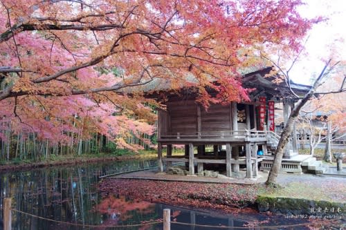 【右上就愛日本旅遊】【日本東北-岩手】東北賞楓疾行（D8-3）中尊寺金色