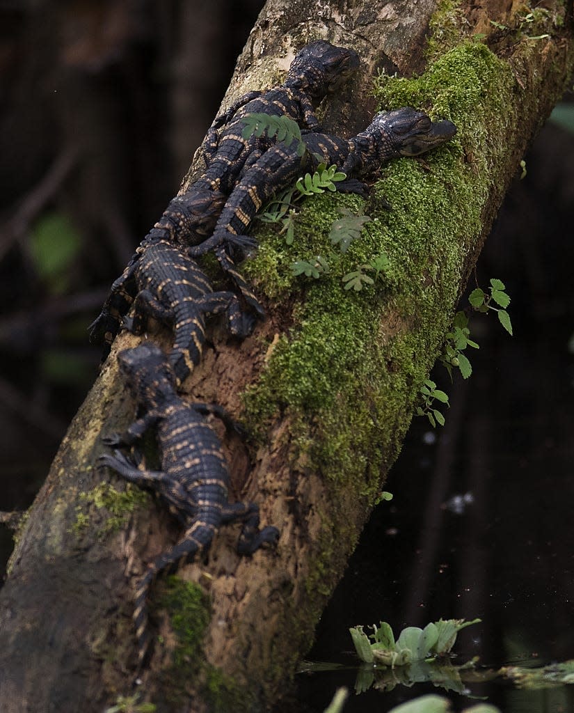 Baby alligators rest on a dead log at Corkscrew Swamp Sanctuary on Feb. 28, 2019. (Submitted photo via Florida Today)