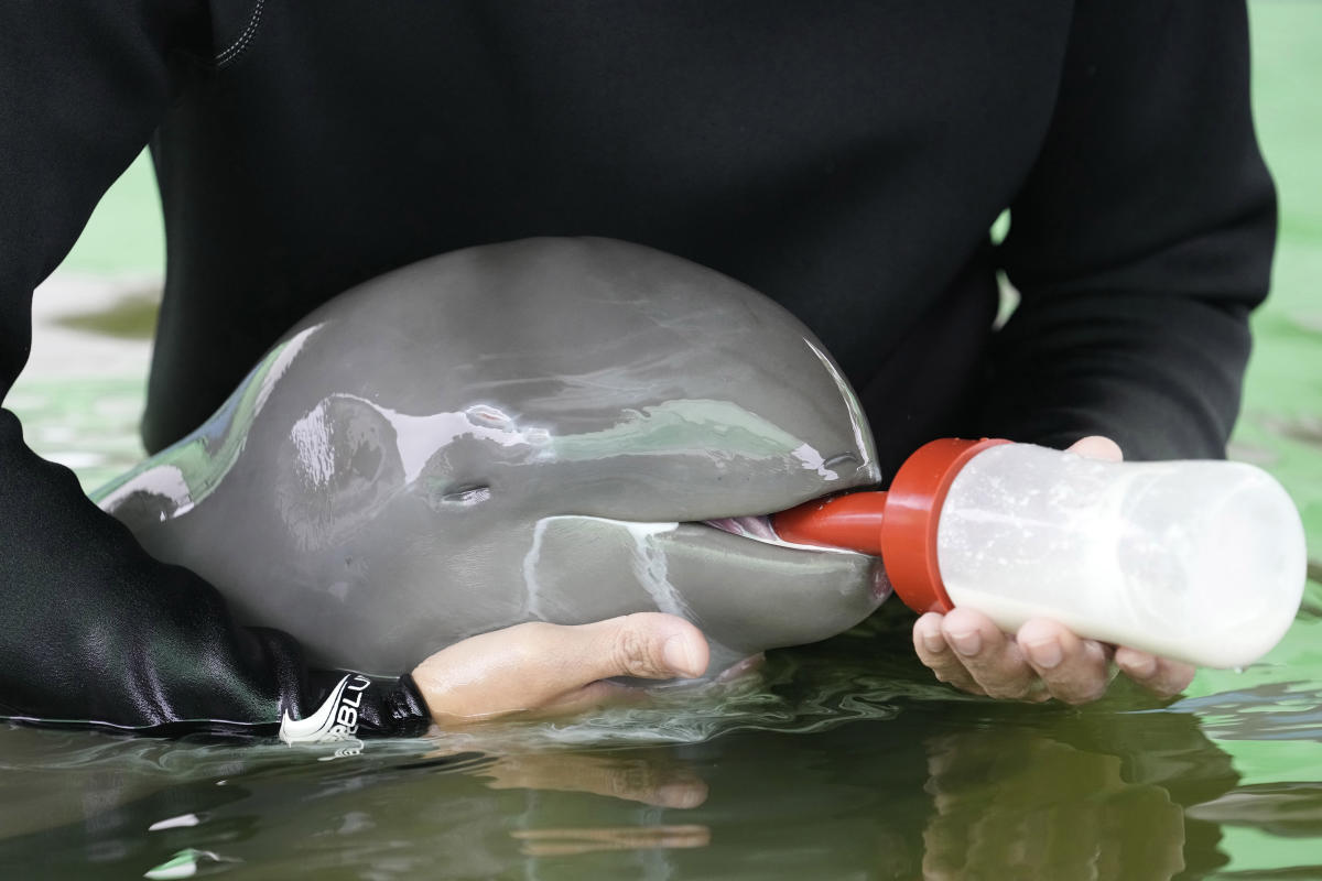 Sick dolphin calf improves with tube-fed milk, helping hands