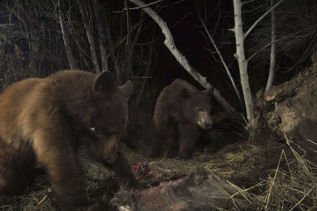 A black bear and its cub are shown near a kill made by a mountain lion known as P-35 in the Santa Susana Mountains in Southern California in this December 7, 2015 handout photo released to Reuters April 6, 2016. REUTERS/Jeff Sikich/National Parks Service/Handout via Reuters