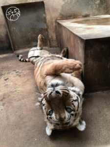 新竹動物園裡的孟加拉虎｜A Bengal tiger at Hsinchu Zoo （Courtesy of Facebook/Hsinchu Zoo )