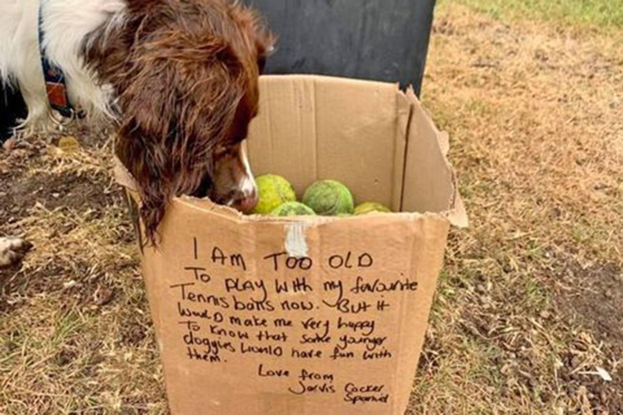 dog with large box of tennis balls