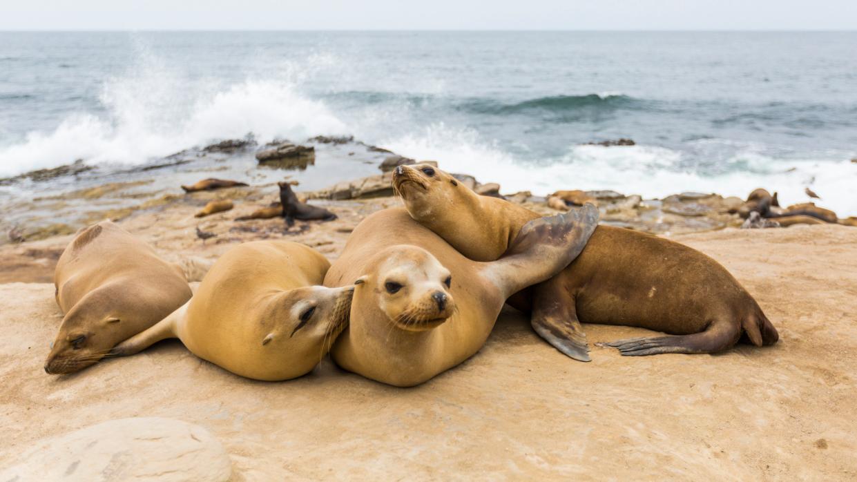 Sea lions relaxing on rocks at La Jolla Cove in San Diego. 