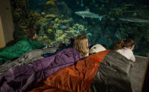 <p>Here guests get to fall asleep as sharks swim past. Included in the $120 fee: a behind-the-scenes tour, reserved seating in the dolphin amphitheater, a 4D immersion film, as well as dinner and breakfast. Read more about it, <a rel="nofollow noopener" href="http://www.aqua.org/visit/immersion-tours/sharks-sleepover" target="_blank" data-ylk="slk:here;elm:context_link;itc:0;sec:content-canvas" class="link ">here</a>.</p>